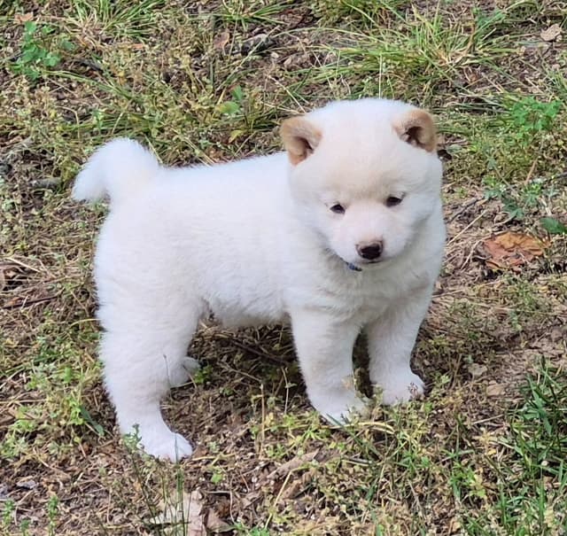 Shiba Inu Puppies media 7