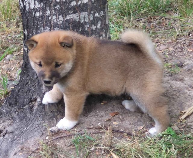 Shiba Inu Puppies media 9