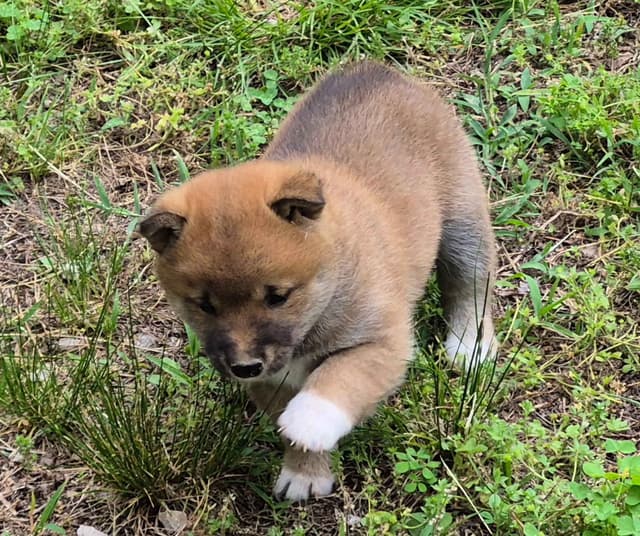 Shiba Inu Puppies media 11