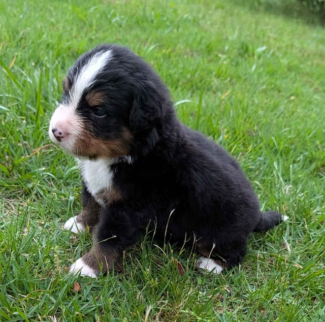 Bernese Mountain Dog Puppies media 5