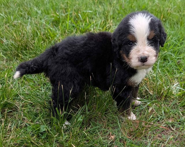 Bernese Mountain Dog Puppies media 3