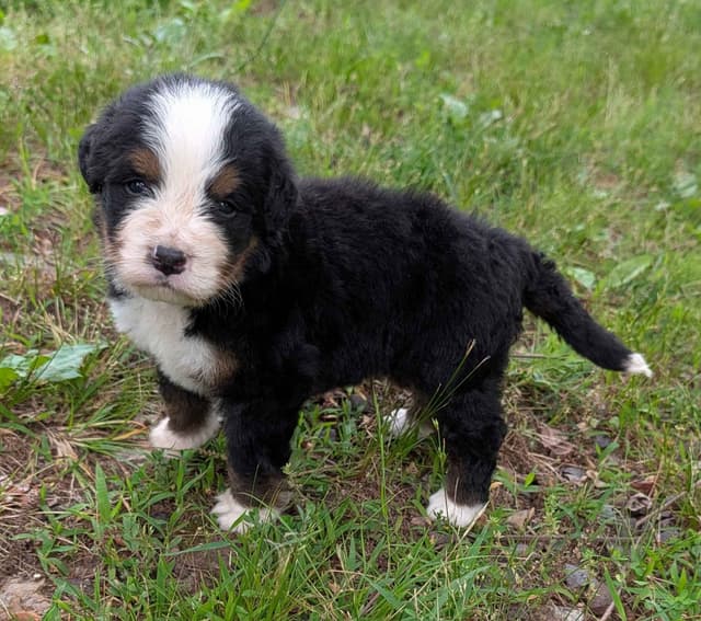 Bernese Mountain Dog Puppies media 2