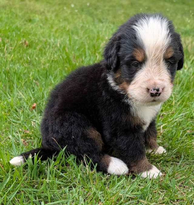 Bernese Mountain Dog Puppies media 6