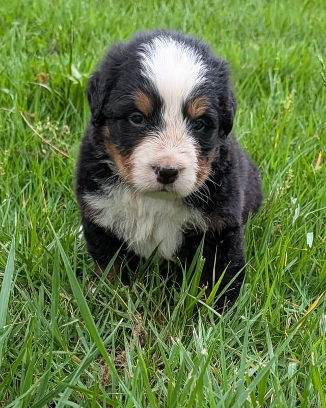 Bernese Mountain Dog Puppies media 7