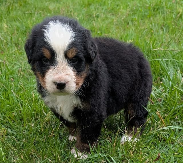 Bernese Mountain Dog Puppies media 8
