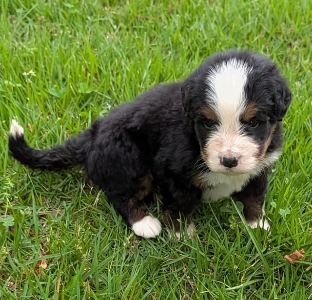 Bernese Mountain Dog Puppies media 9