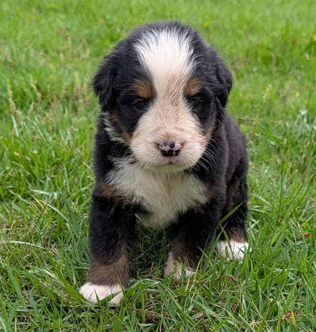 Bernese Mountain Dog Puppies media 10