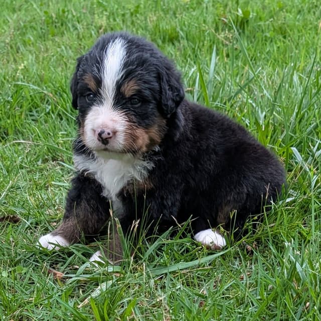 Bernese Mountain Dog Puppies media 11