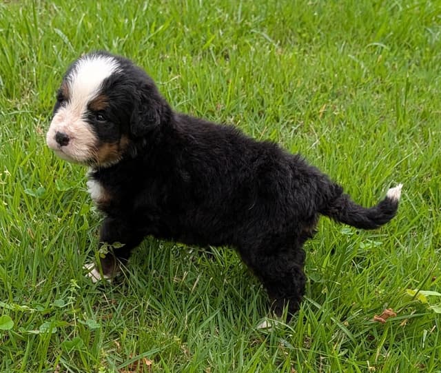 Bernese Mountain Dog Puppies media 12