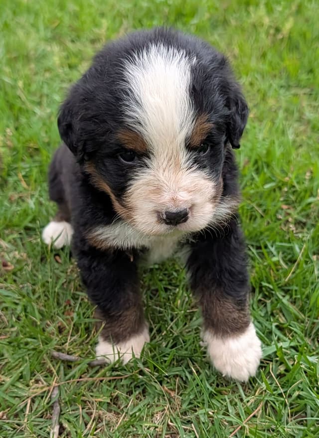 Bernese Mountain Dog Puppies media 13