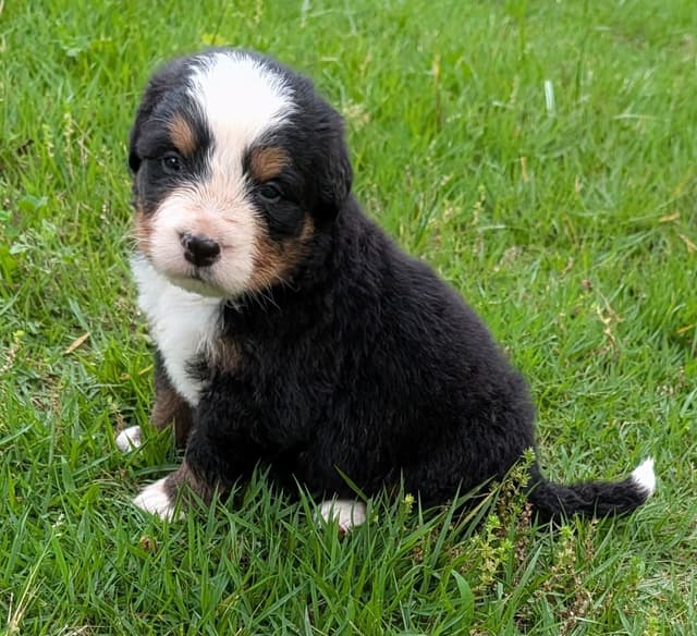 Bernese Mountain Dog Puppies media 14