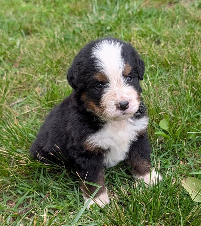 Bernese Mountain Dog Puppies media 15