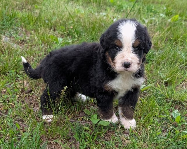 Bernese Mountain Dog Puppies media 16