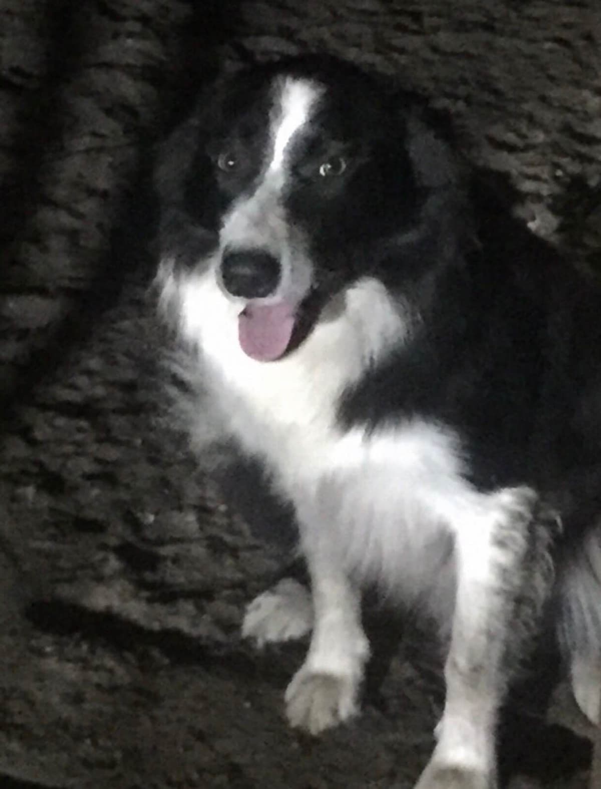 Border Collie Puppies breeder image 1