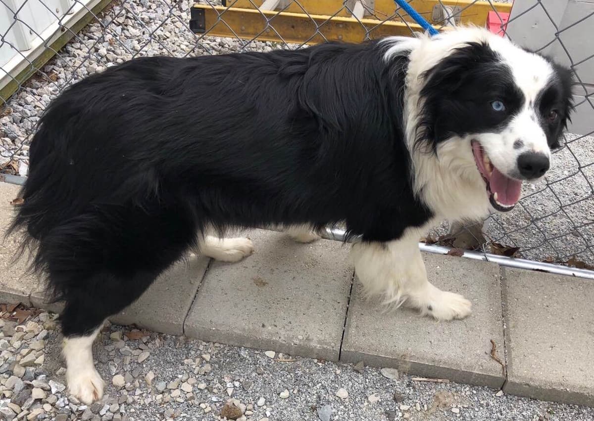 Border Collie Puppies breeder image 2