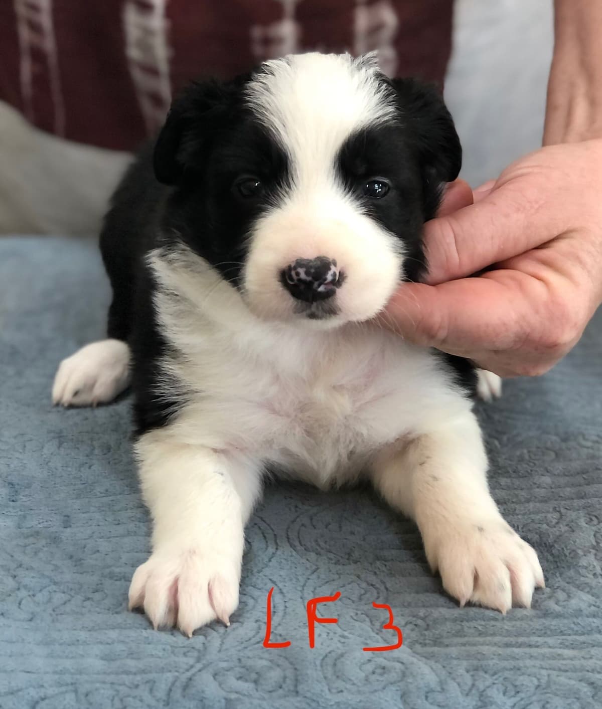 Border Collie Puppies breeder image 4