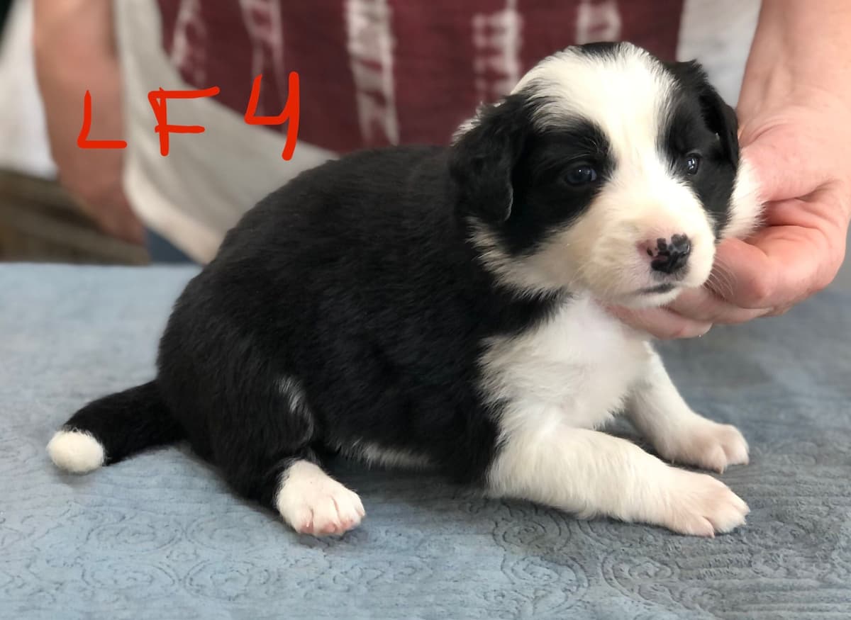Border Collie Puppies breeder image 3