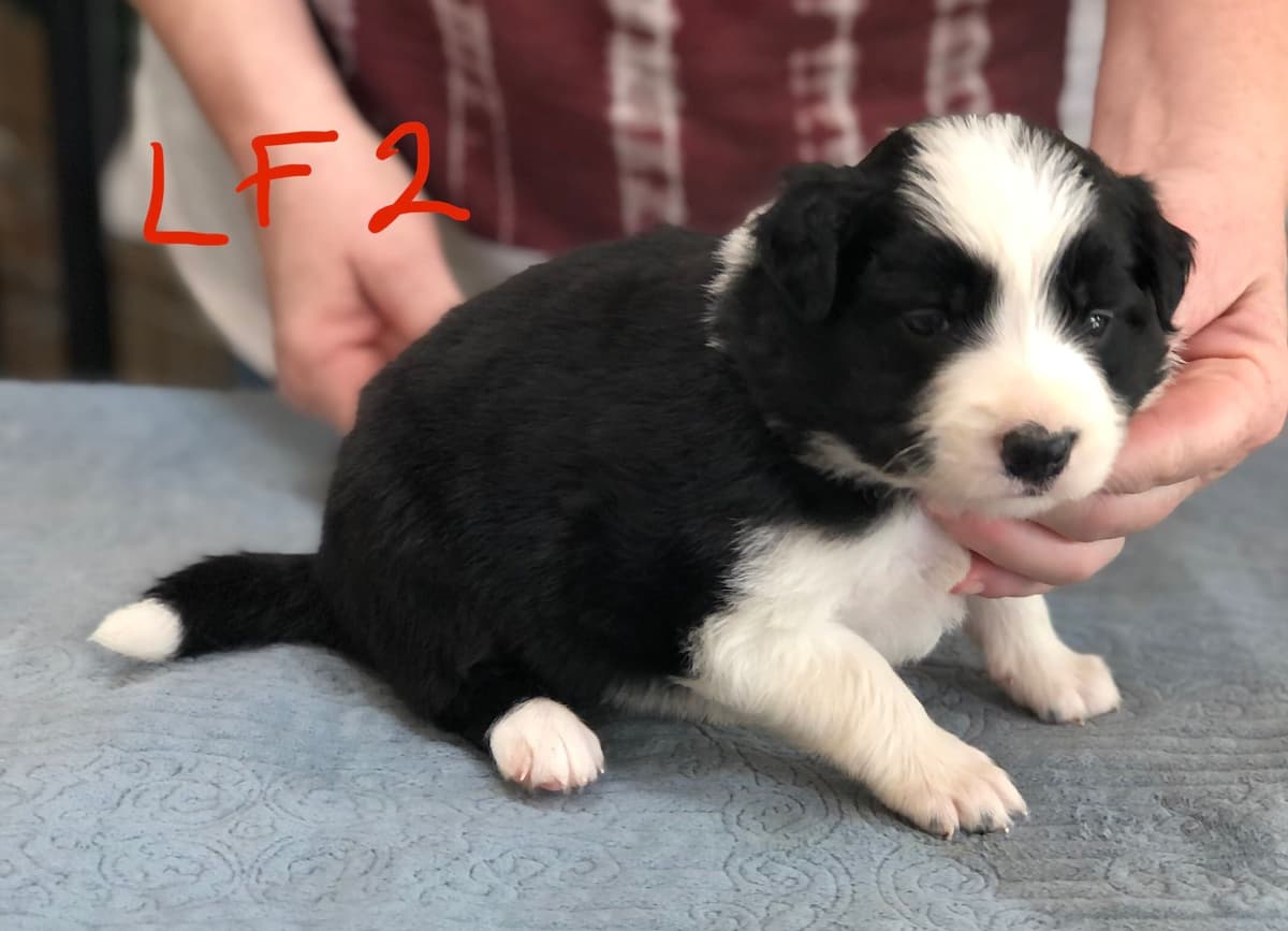Border Collie Puppies breeder image 5