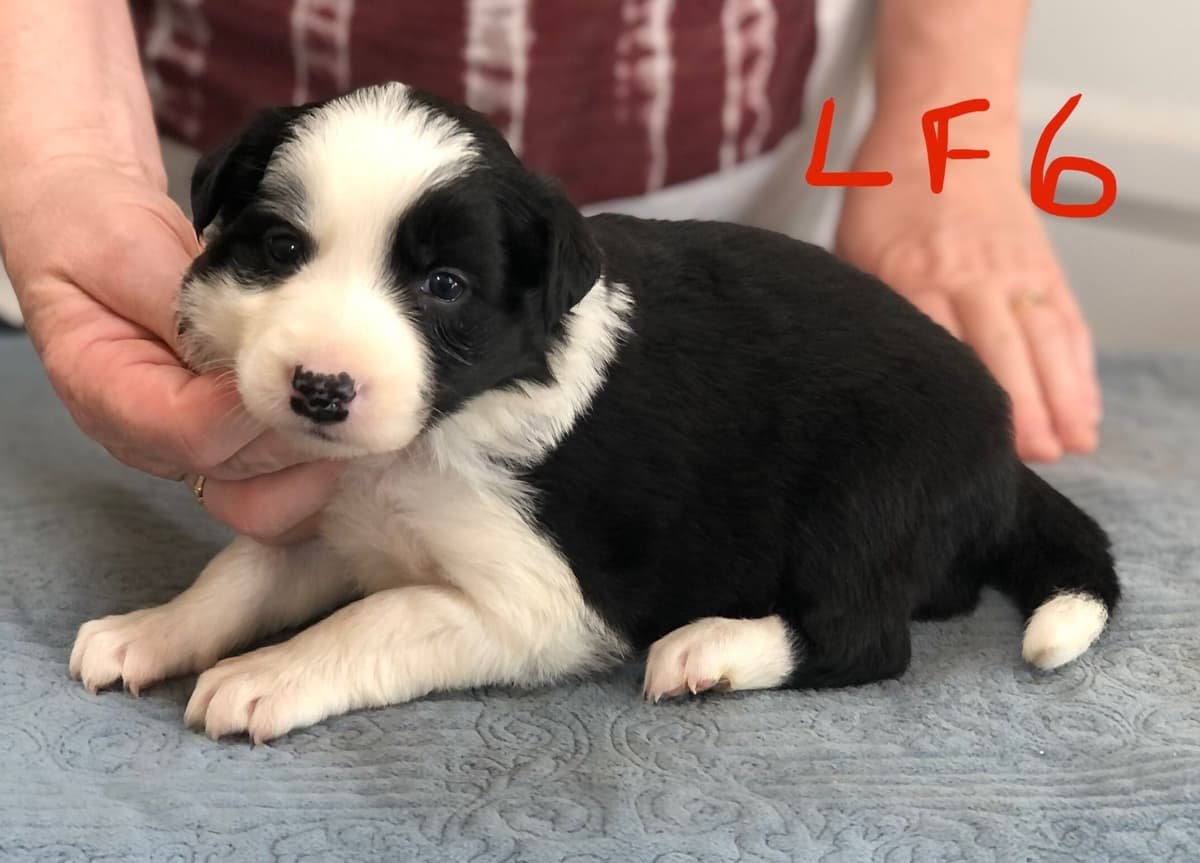 Border Collie Puppies breeder image 6