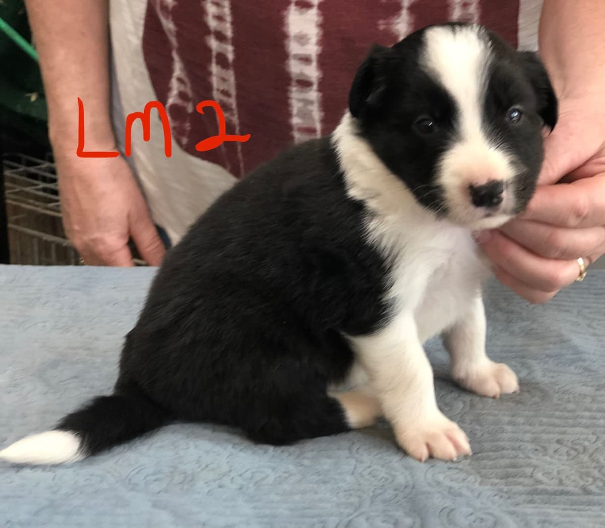 Border Collie Puppies breeder image 7