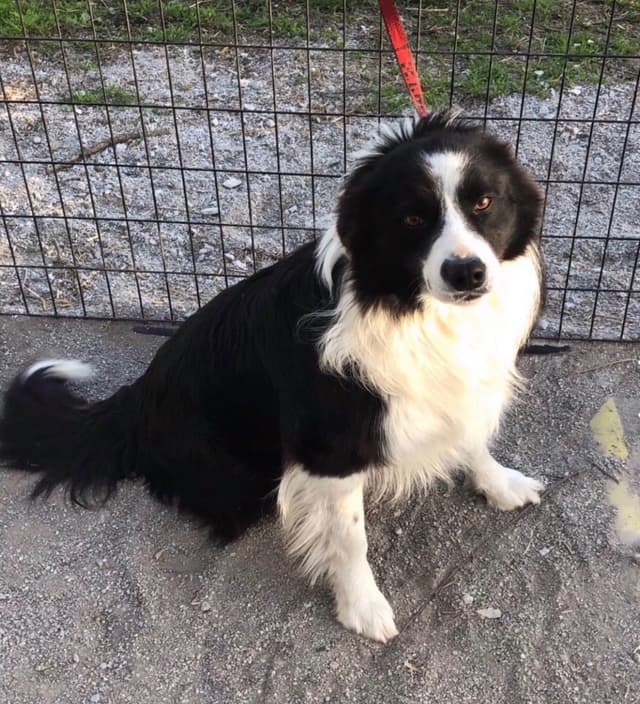 Border Collie Puppies media 15