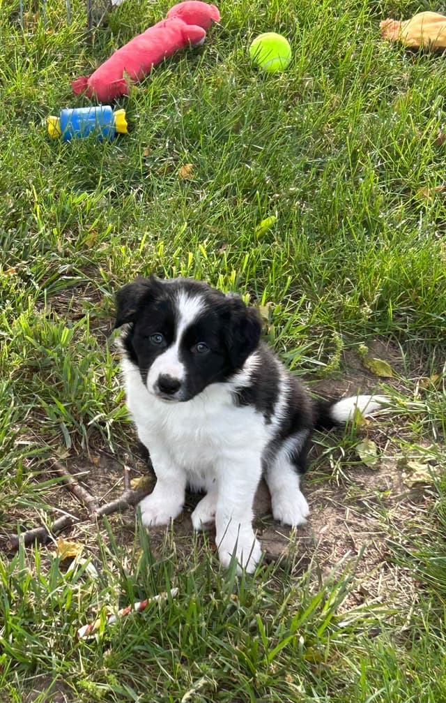 Border Collie Puppies media 3
