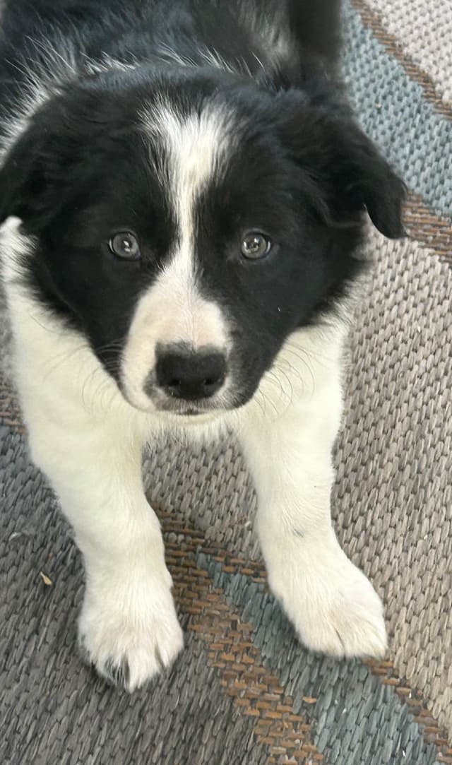 Border Collie Puppies media 6