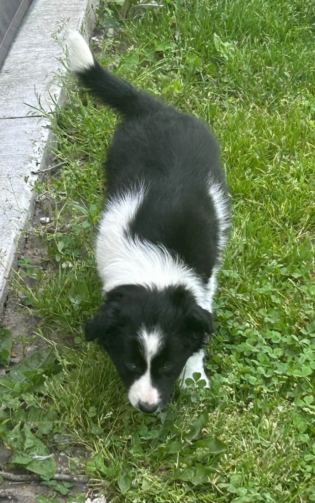 Border Collie Puppies media 4