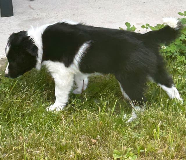 Border Collie Puppies media 8