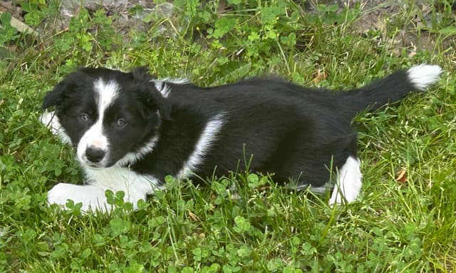 Border Collie Puppies media 2