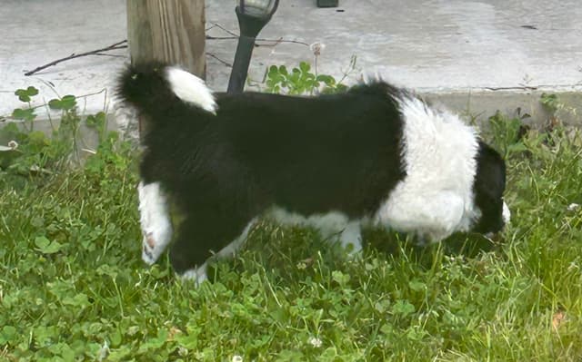 Border Collie Puppies media 7