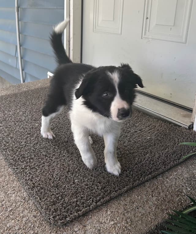 Border Collie Puppies media 5