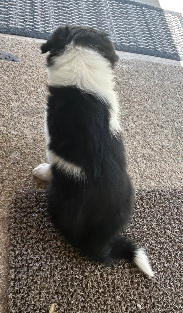 Border Collie Puppies media 9