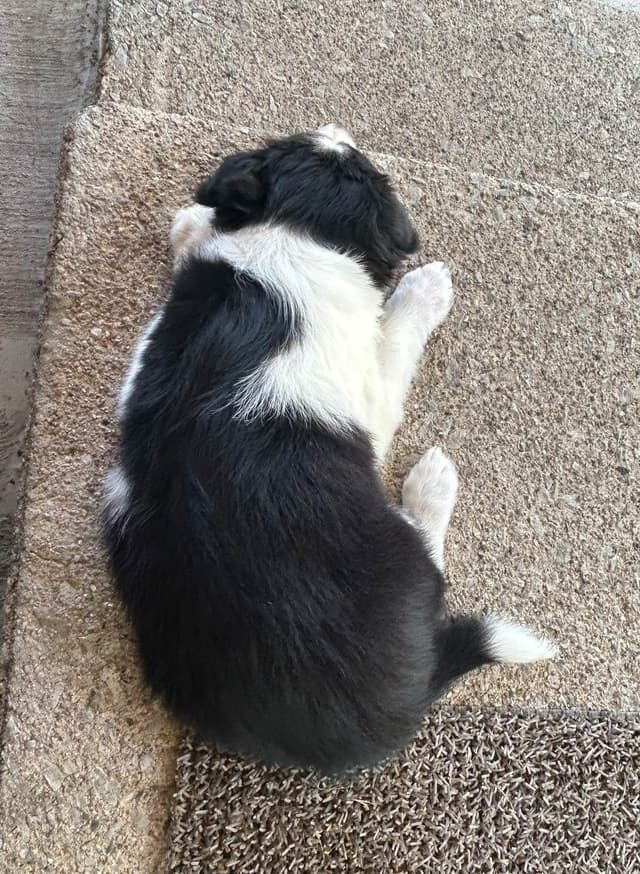 Border Collie Puppies media 12