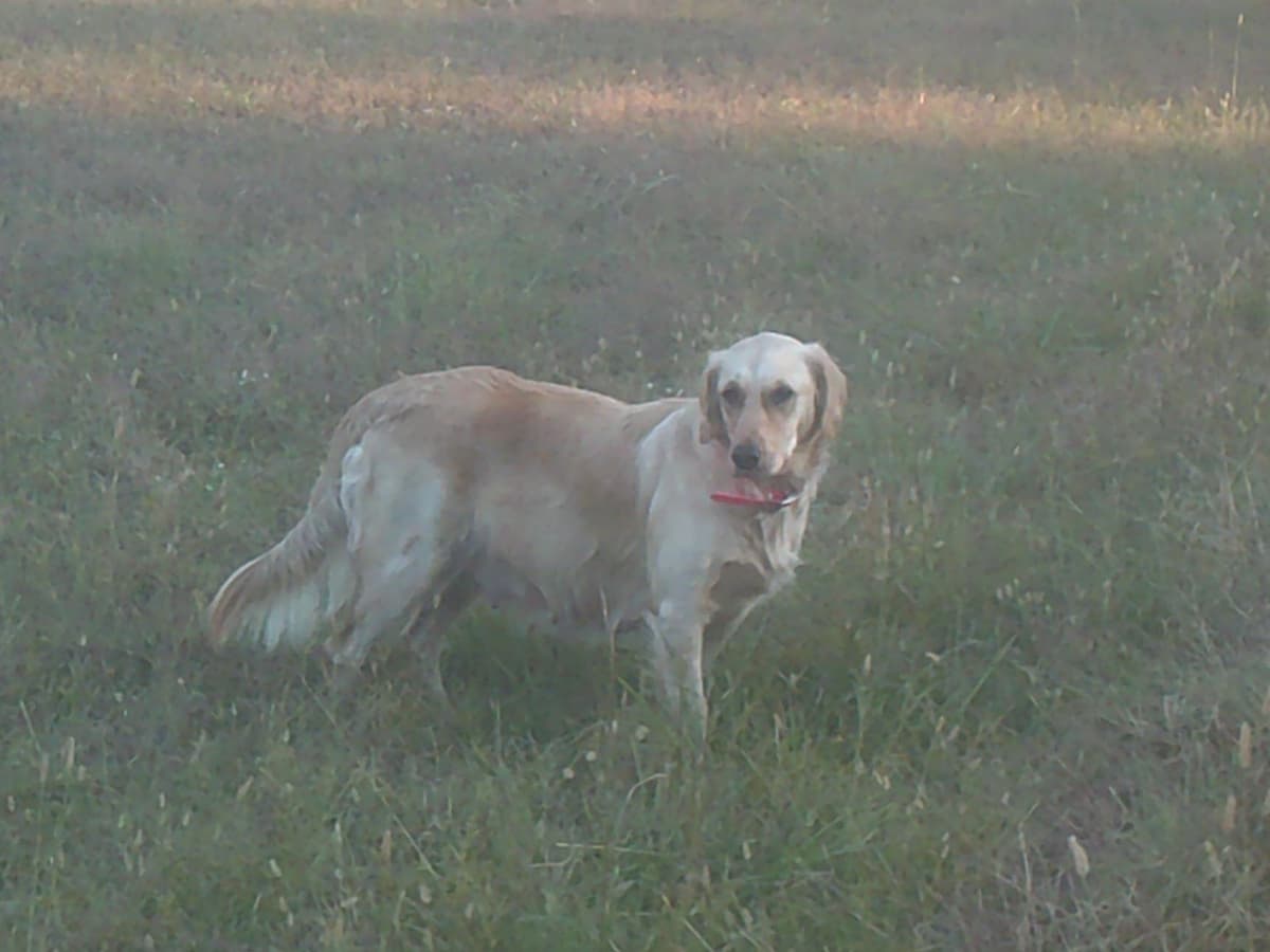 4 GIRLS available 07.06.26 2 are mini to are medium. Red and Blonds breeder image 2