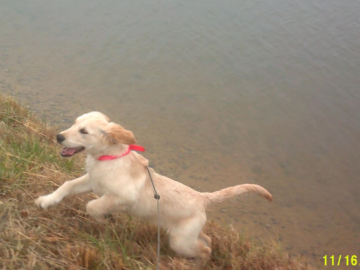 4 GIRLS available 07.06.26 2 are mini to are medium. Red and Blonds breeder image 7