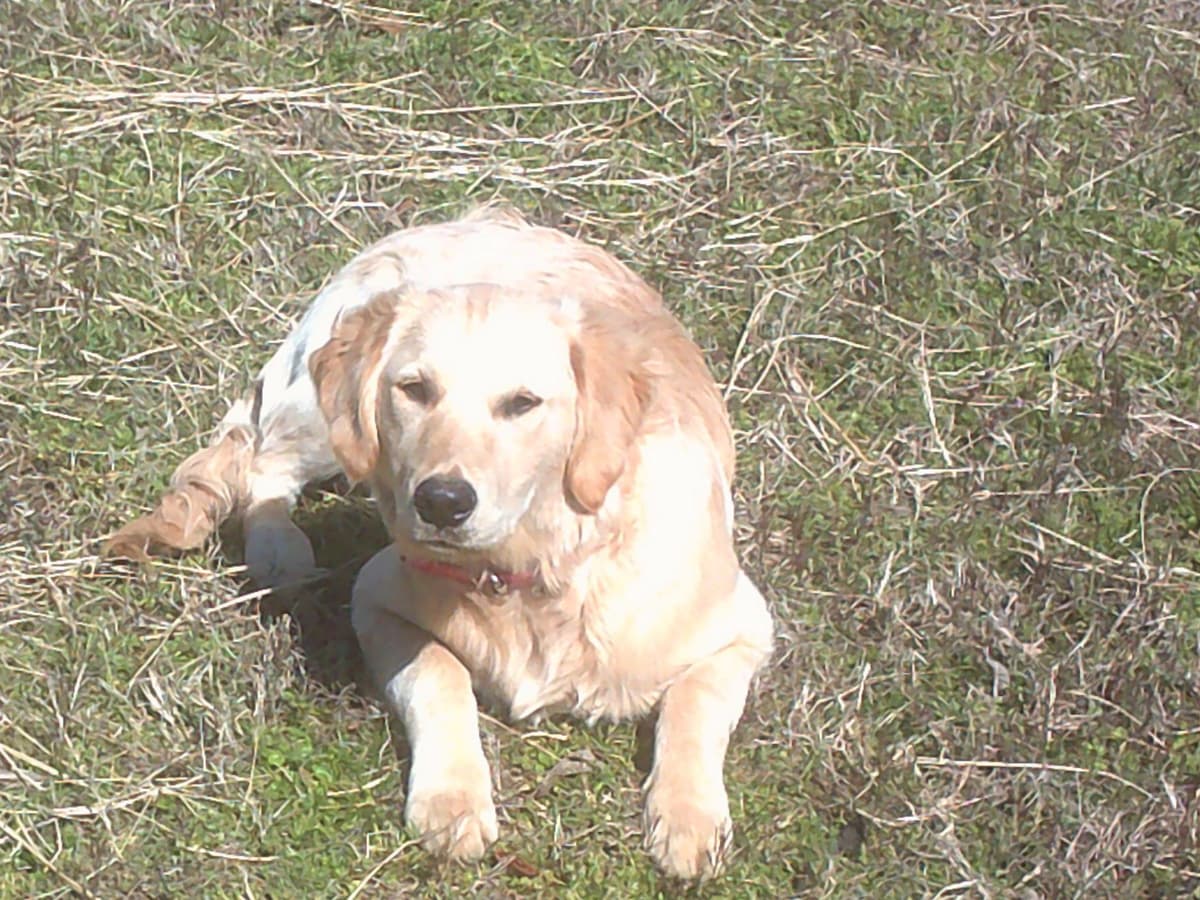 4 GIRLS available 07.06.26 2 are mini to are medium. Red and Blonds breeder image 9