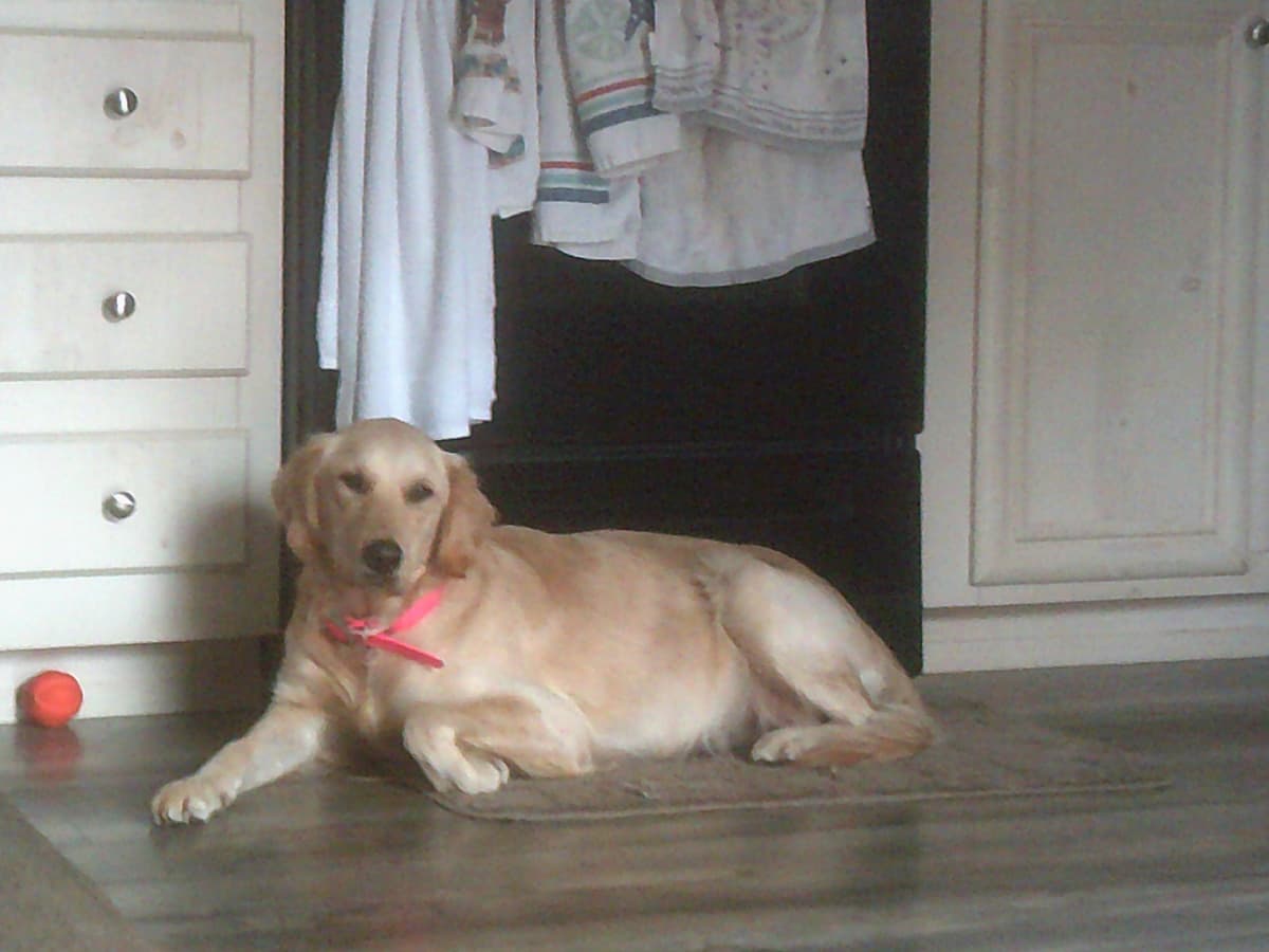 4 GIRLS available 07.06.26 2 are mini to are medium. Red and Blonds breeder image 12