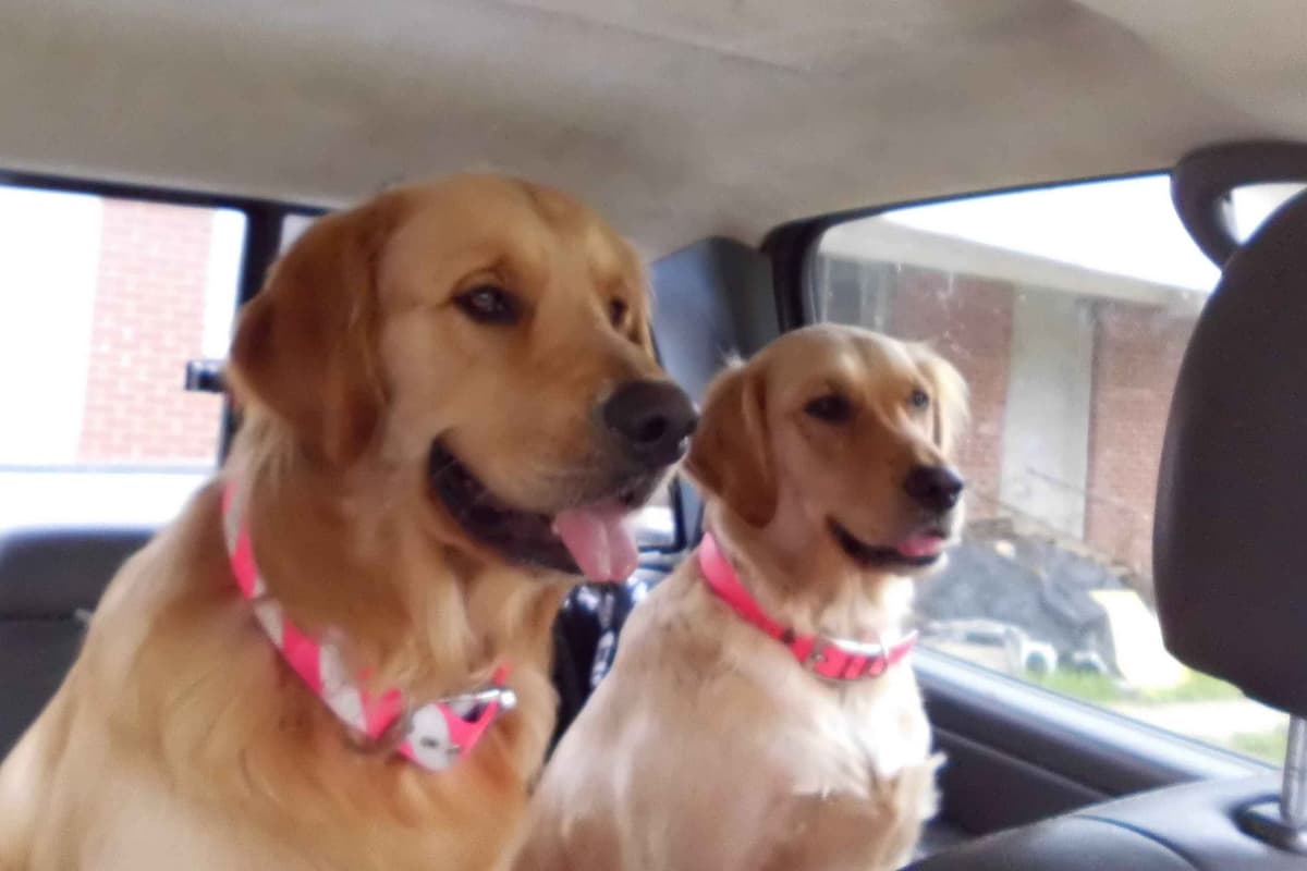 4 GIRLS available 07.06.26 2 are mini to are medium. Red and Blonds breeder image 23