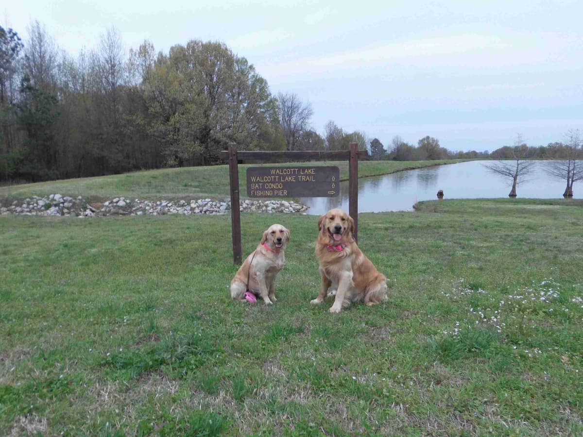 4 GIRLS available 07.06.26 2 are mini to are medium. Red and Blonds breeder image 24