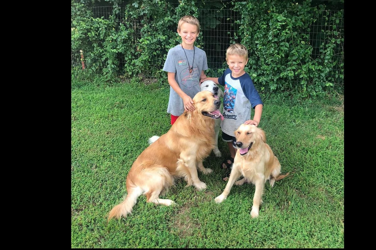 4 GIRLS available 07.06.26 2 are mini to are medium. Red and Blonds breeder image 28