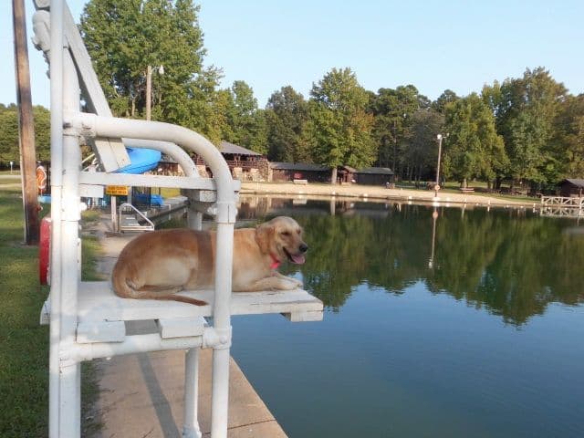 4 GIRLS available 07.06.26 2 are mini to are medium. Red and Blonds breeder image 33