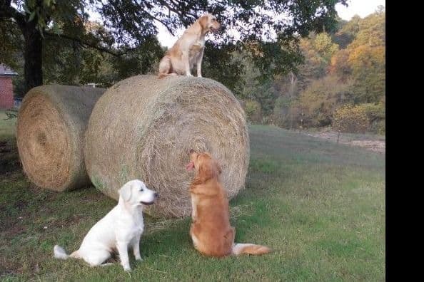 4 GIRLS available 07.06.26 2 are mini to are medium. Red and Blonds breeder image 34