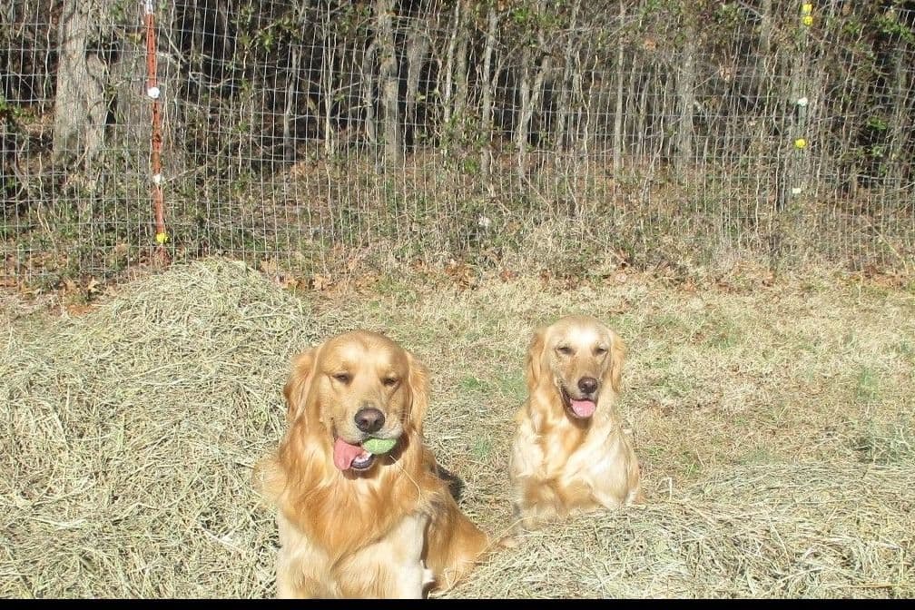 4 GIRLS available 07.06.26 2 are mini to are medium. Red and Blonds breeder image 35