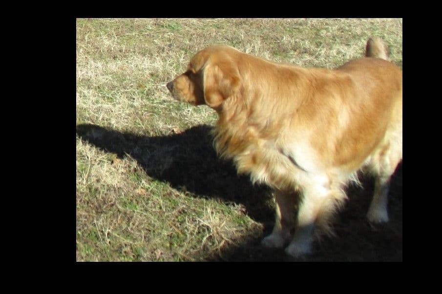 4 GIRLS available 07.06.26 2 are mini to are medium. Red and Blonds breeder image 36