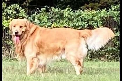 4 GIRLS available 07.06.26 2 are mini to are medium. Red and Blonds breeder image 40