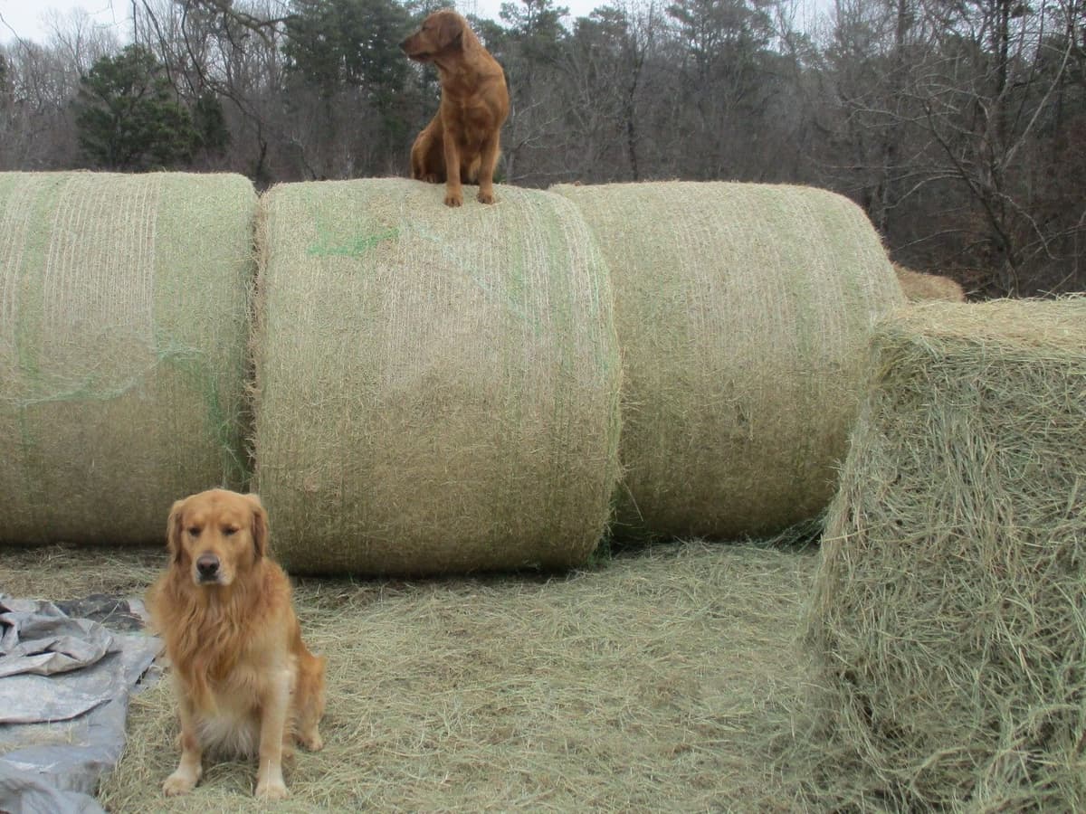 4 GIRLS available 07.06.26 2 are mini to are medium. Red and Blonds breeder image 43