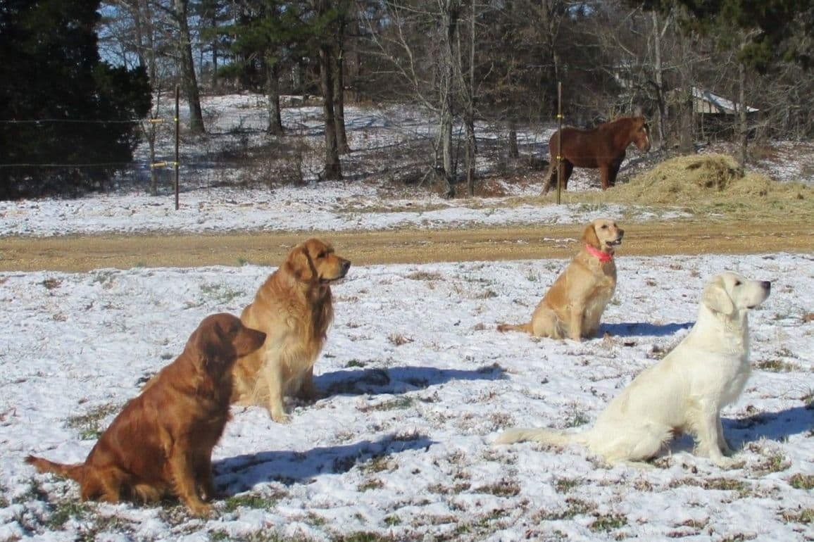 4 GIRLS available 07.06.26 2 are mini to are medium. Red and Blonds breeder image 44