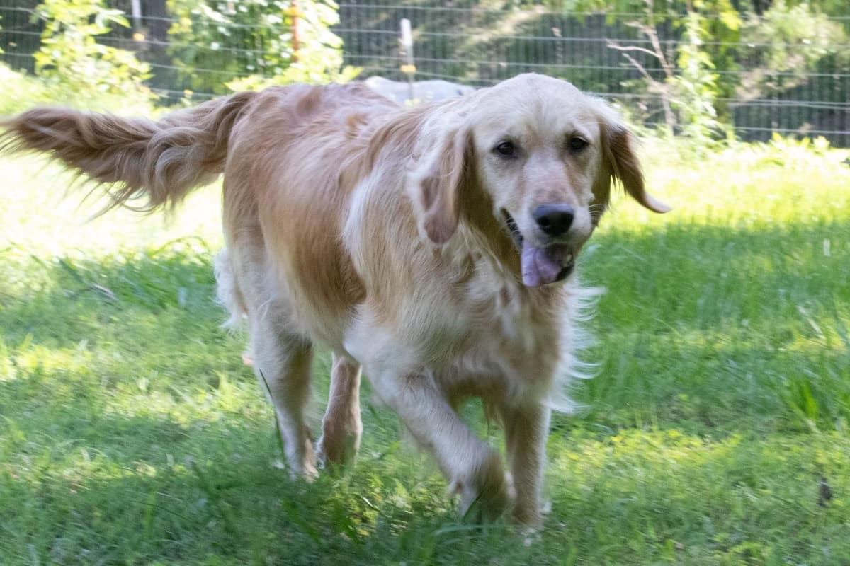 4 GIRLS available 07.06.26 2 are mini to are medium. Red and Blonds breeder image 48
