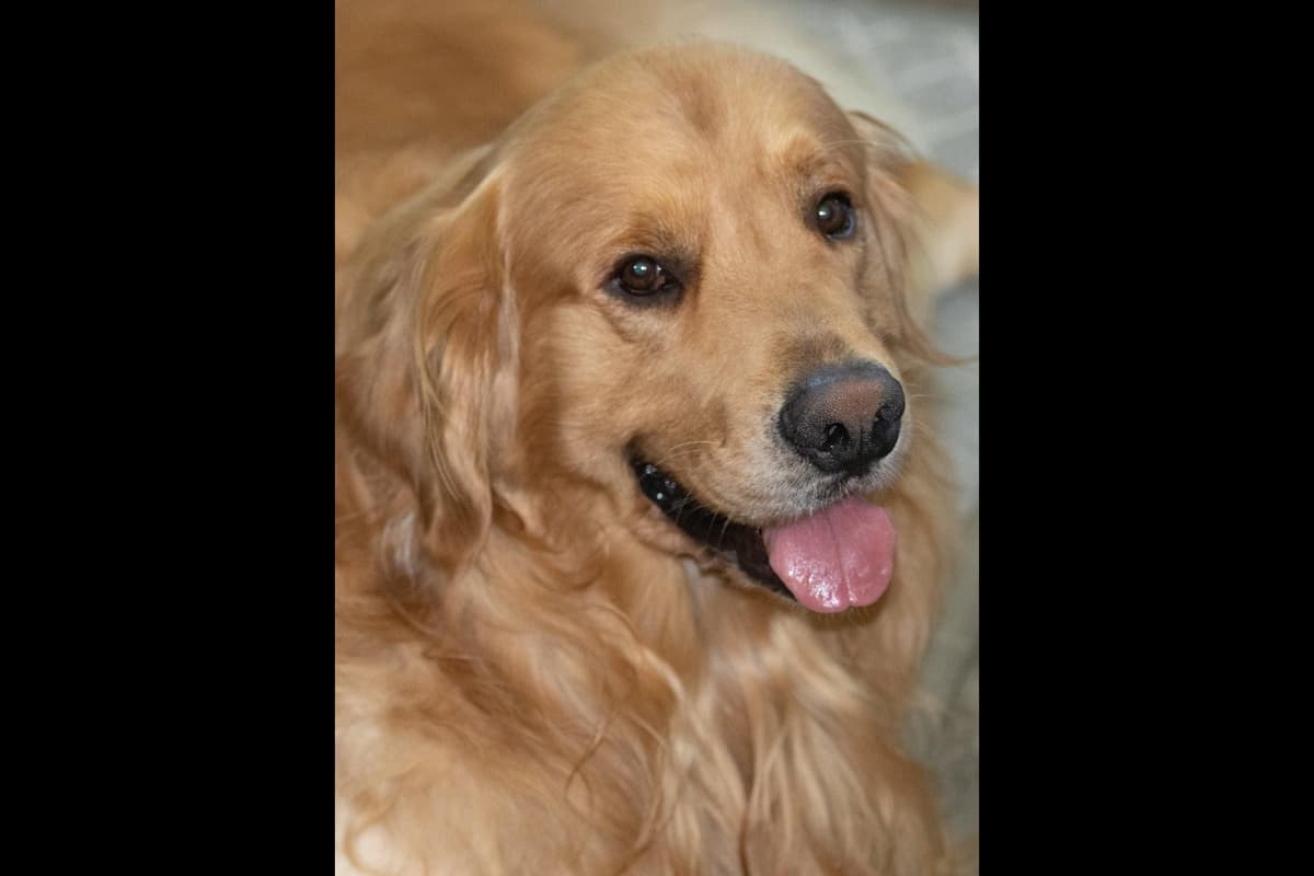 4 GIRLS available 07.06.26 2 are mini to are medium. Red and Blonds breeder image 1